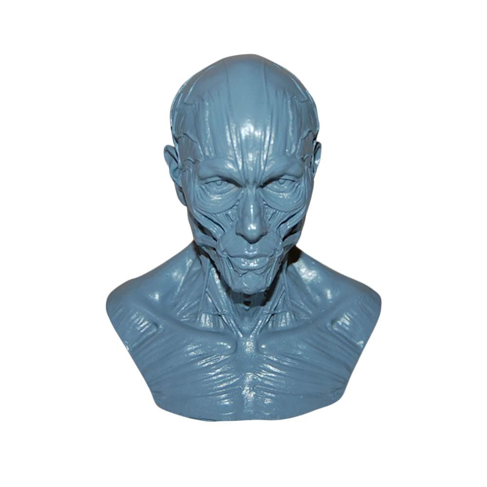 HSOMiD Mini Desktop Anatomical Model Human Model Facial Muscle Bone for Artist Drawing,Sketching