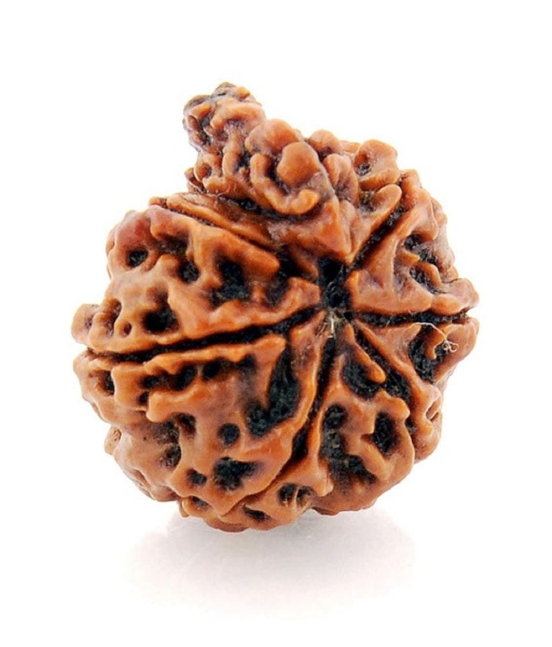 numeroastro 6 Mukhi Ganesh Rudraksha | Nepali Rudraksha (Lab Certified)(1 Pc)