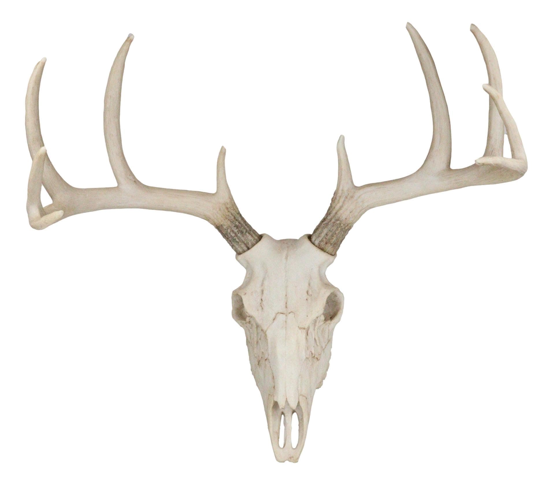 Ebros 18.5" L 10 Point Buck Head Wall Mount Resin Stag Deer Skull Antler Rack Bust Hunting Cabin or Lodge Decor Skull Antlers Home Accent