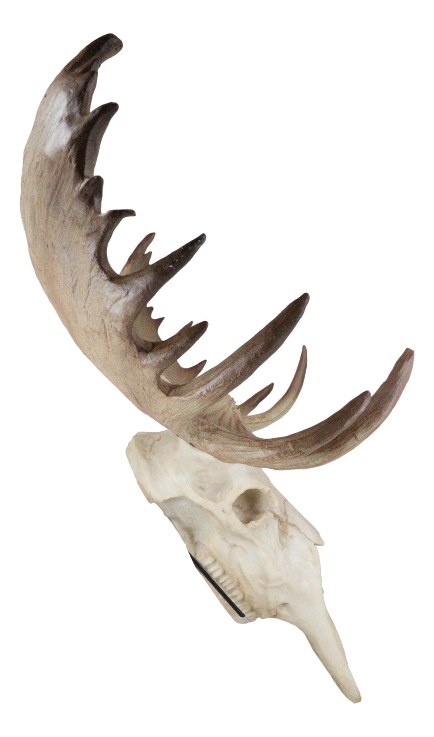 Ebros Czar North American Bull Moose Skull Wall Decor 22"Wide Wall Mount Plaque Sculpture Figurine