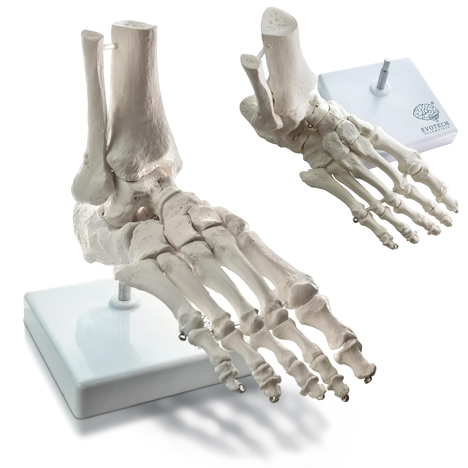 Human Foot and Ankle Model, Life Size Medical Anatomy Foot Skeleton Model